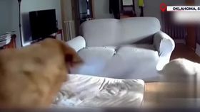 VIDEO Un cățel a dat foc la casă, după ce a ros o baterie externă. Din fericire, nicio persoană nu a avut de suferit